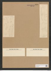 Amphora taylori Grun. (de-Toni-Nr.: Genus 36, Species 1722) Zeichnungen Sammlung Grunow Nr. 3246 (NHMW-BOT-W0370716)